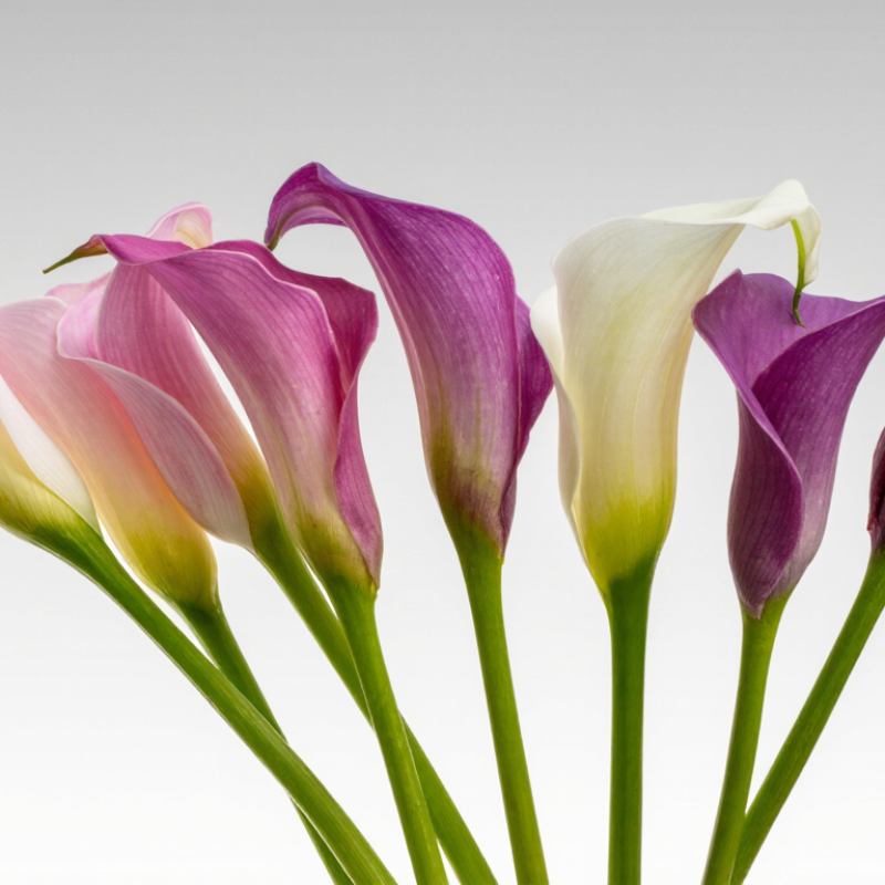 7 Best Real Touch Calla Lilies for Wholesale Buyers