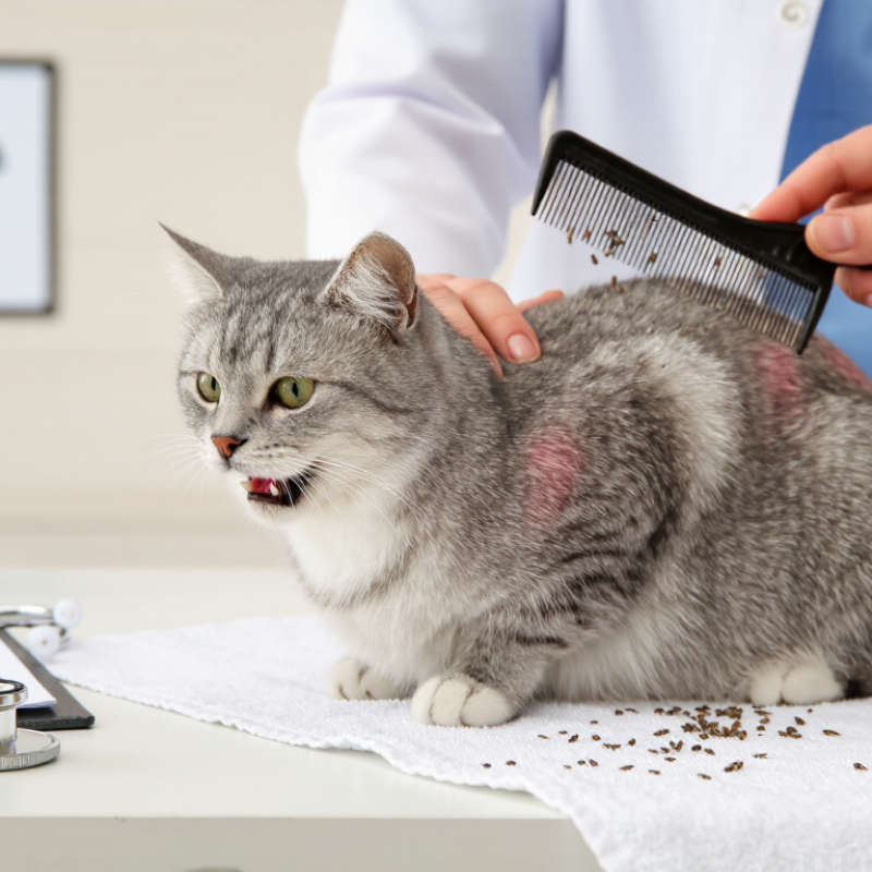 Como saber se seu gato tem pulgas quais são os sinais?