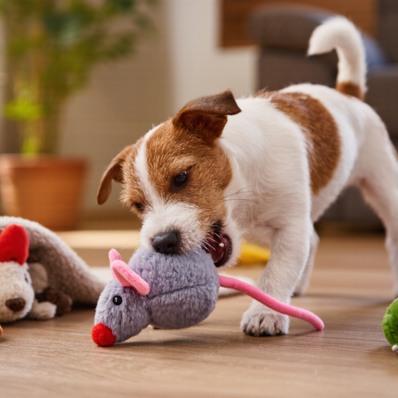 Why Do Dogs Like Squeaky Toys 7 Key Tips?