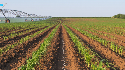 Why Choose Water Soluble P Fertilizer for Crops?