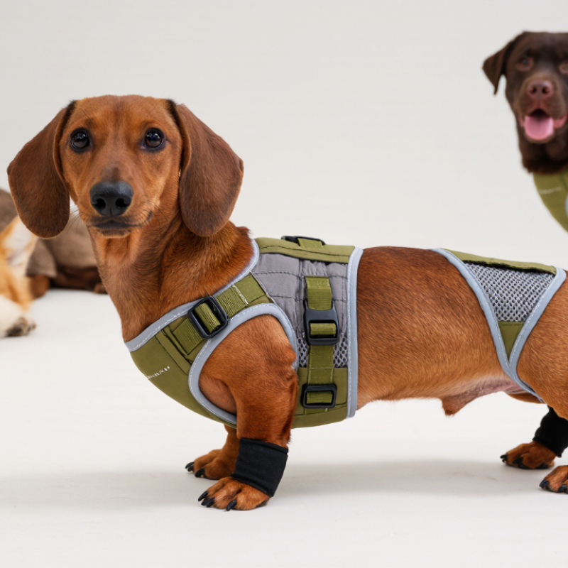 2026 Best Tactical Low Chassis Dog Diaper Manufacturer?
