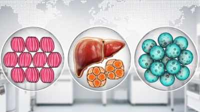 2026 Top iPSC Cell Types for Global Buyers