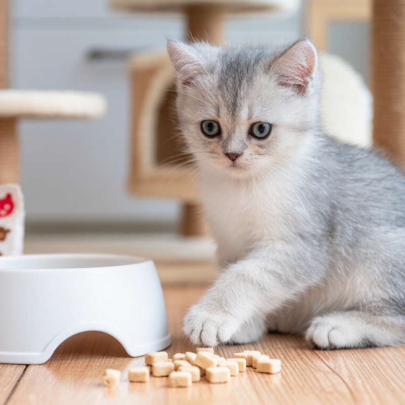 ¿A qué edad pueden comer premios los gatitos?
