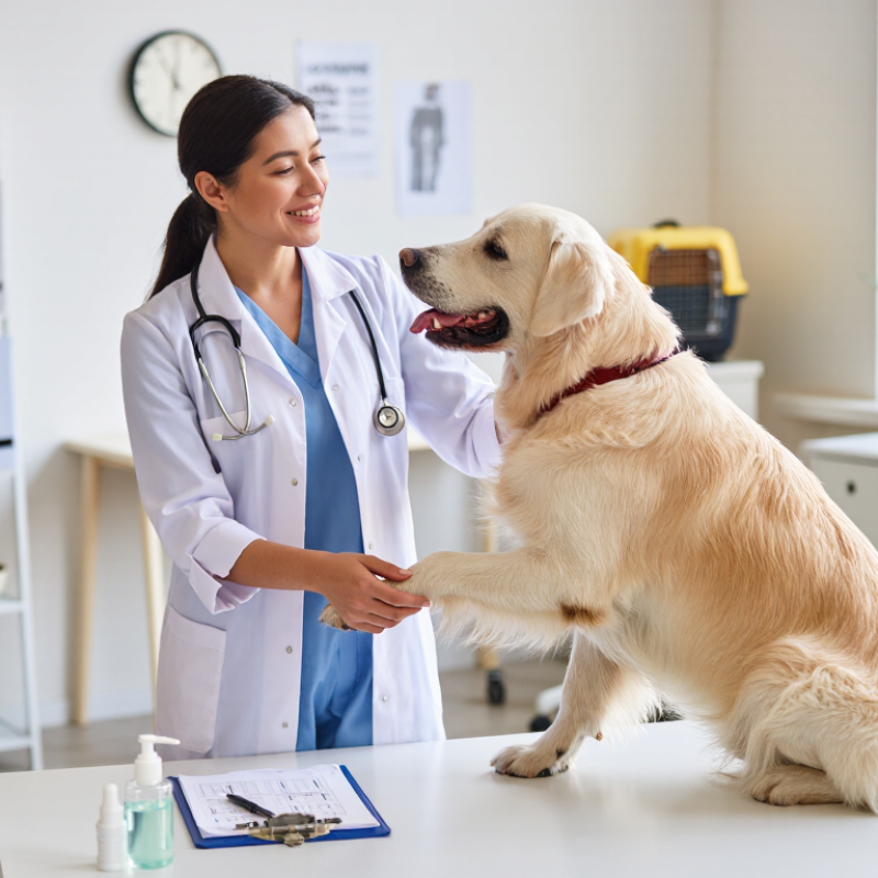 What Is a Veterinary Doctor and What Do They Do?