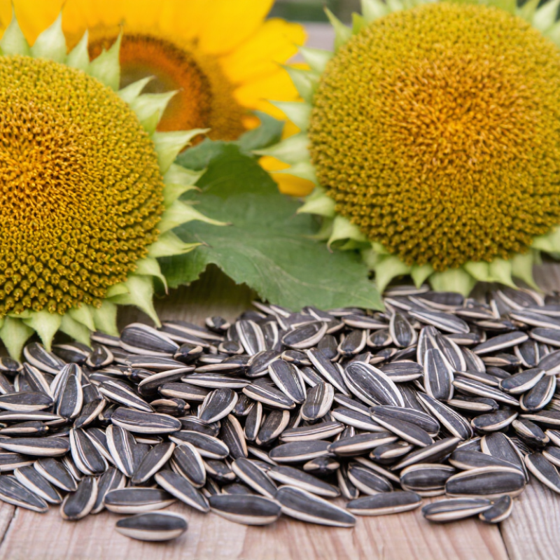 Top Raw Sunflower Seeds Suppliers for Global Buyers?