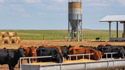 10 Cattle Feed Tips for Faster Growth and Lower Costs?