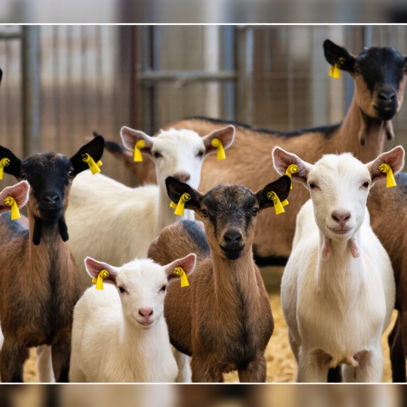 Why Choose Small Ear Tags for Goats?