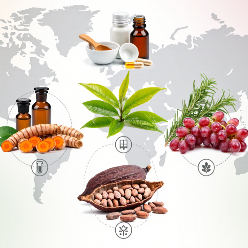 7 Best Clean Label Botanical Antioxidants for Global Buyers?