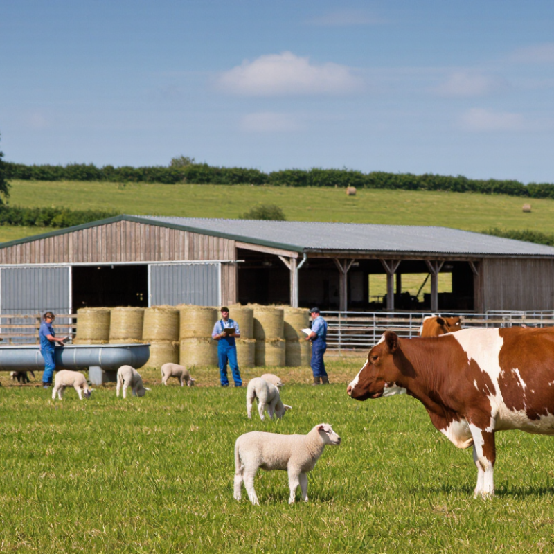 How to Choose High Performance Livestock Feed?