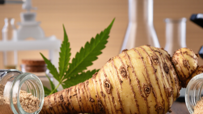 Top Maca Supplement Suppliers for Global Buyers