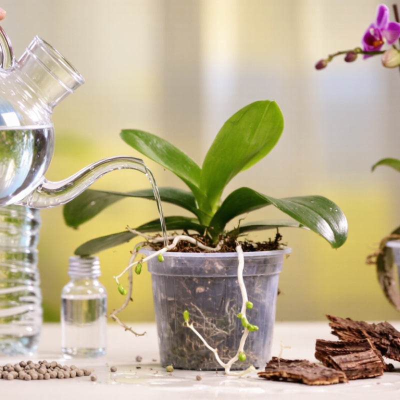What Is Water Soluble Orchid Fertilizer?