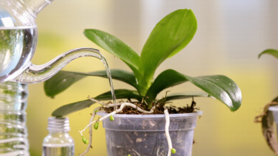 What Is Water Soluble Orchid Fertilizer?
