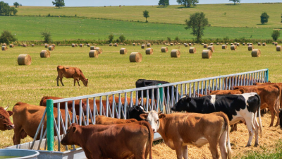 What Is the Best Feed for Cattle in 2026?