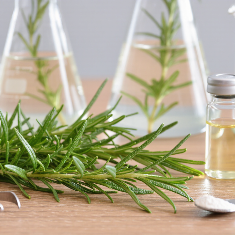 Top Rosmarinus Officinalis Rosemary Leaf Extract Suppliers