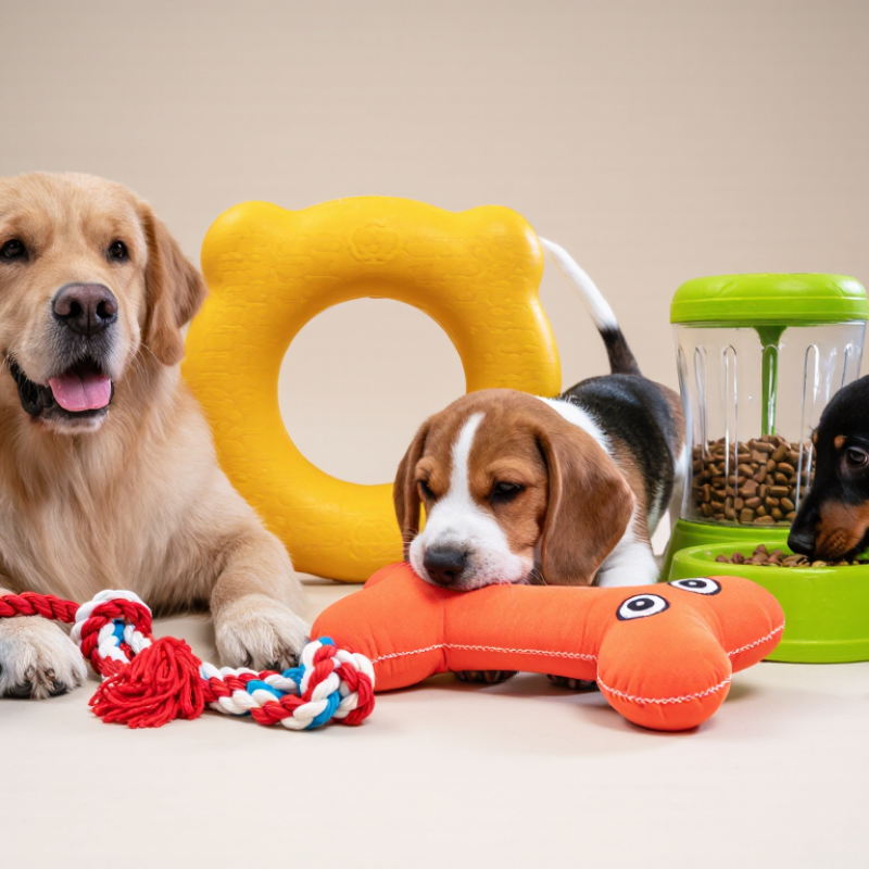 2026 Best Dog Toys How to Ensure Global Safety Standards?