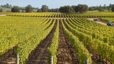 Why Choose Gibberellic Acid Products for Better Crop Growth?