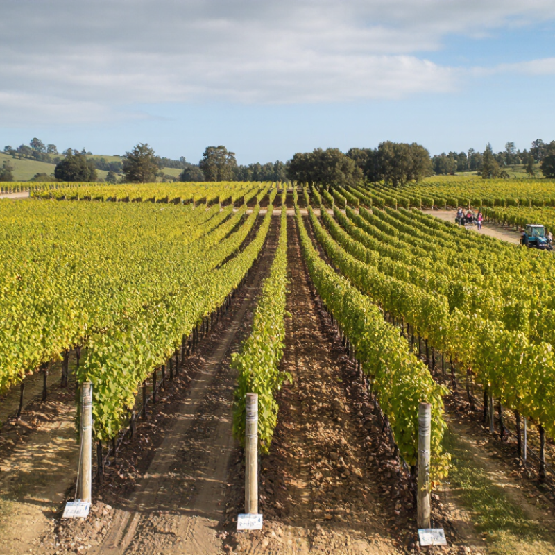 Why Choose Gibberellic Acid Products for Better Crop Growth?