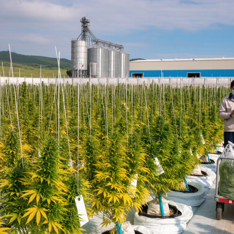 How to Source Cannabidiol From Hemp in 2026?
