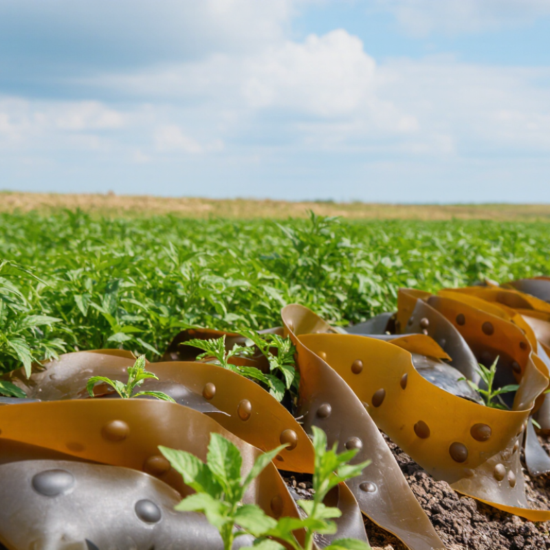 What Is Ascophyllum Nodosum Used for in Agriculture?