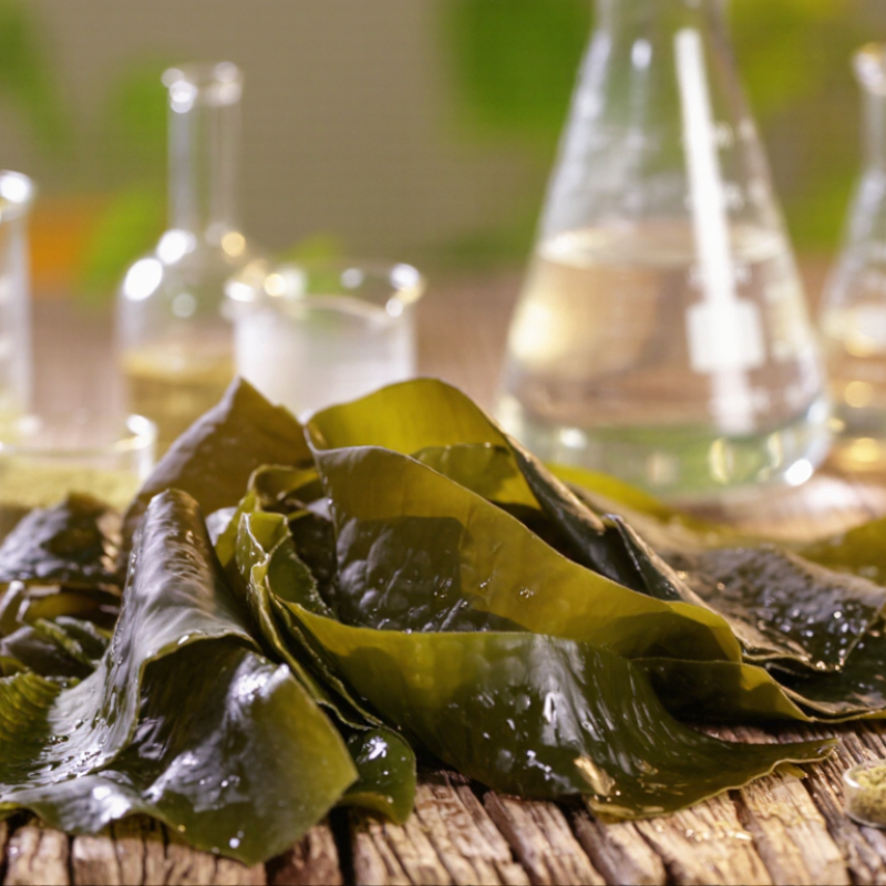 7 Best Ascophyllum Nodosum Suppliers for Agriculture
