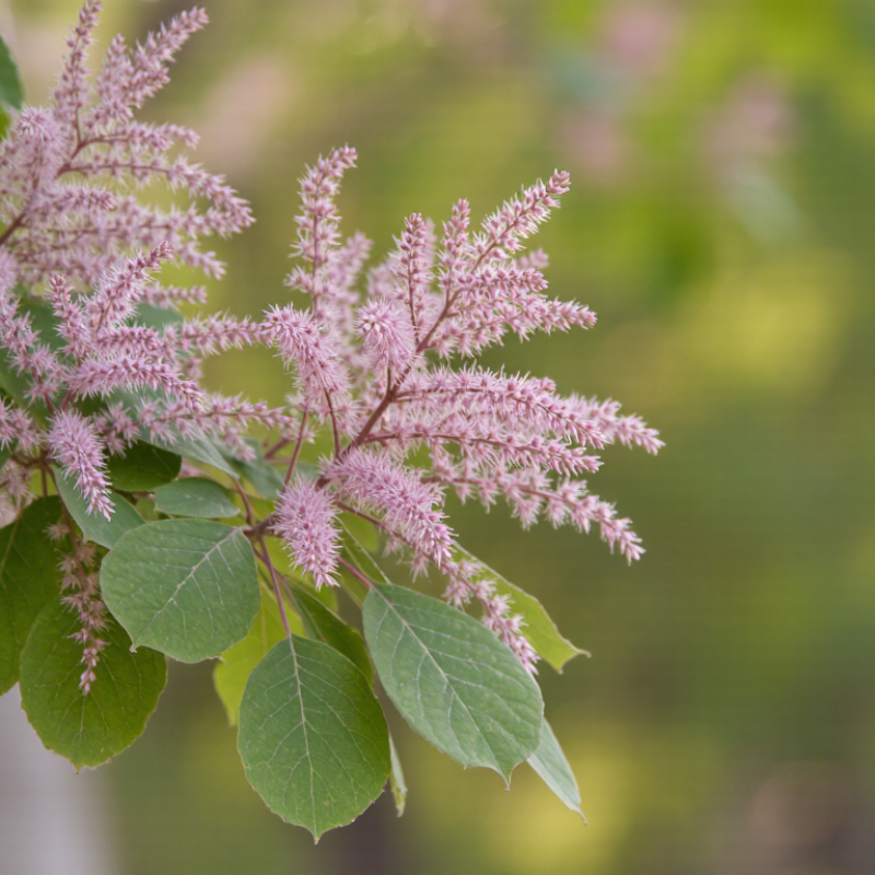 What Is Smoke Tree Extract Used For?