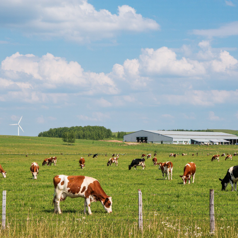 Top 10 Grass Fed Milk Suppliers Worldwide